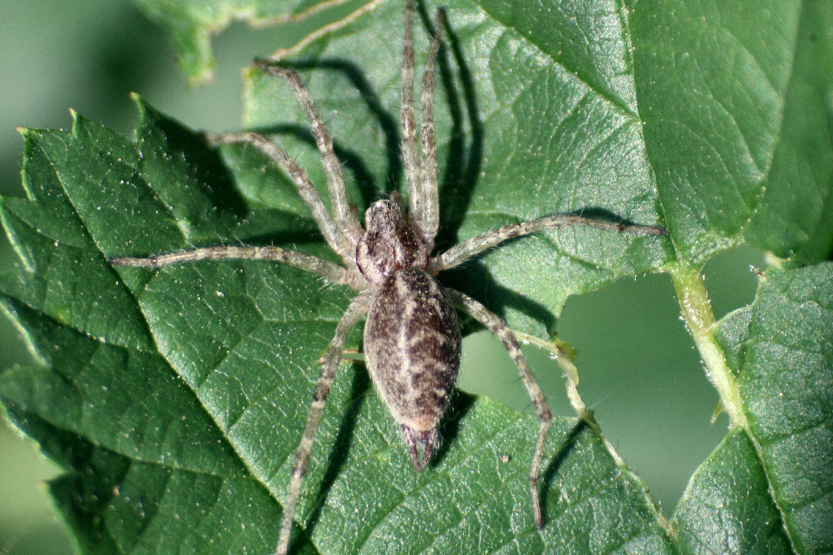 Allagelena gracilens - Velate (MB)